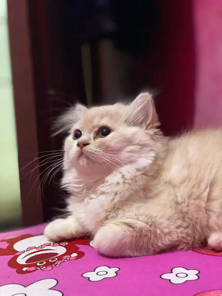 Kitten Betina Persia 3bulan