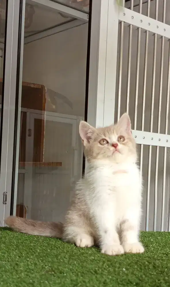 BSH Bicolor Fawn