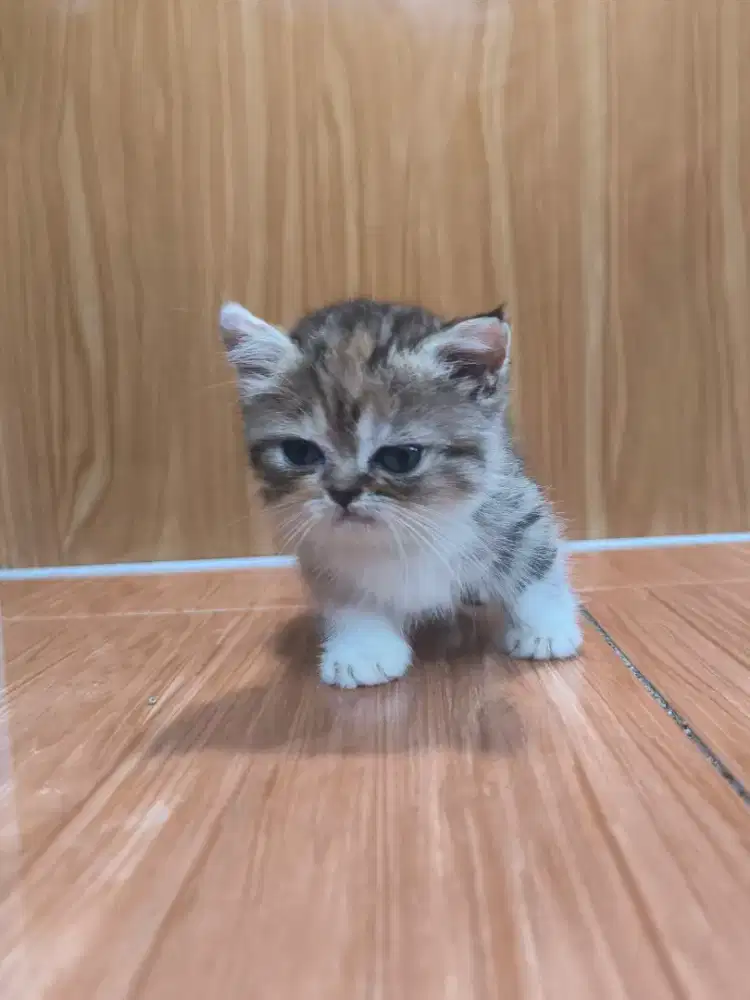 Kucing Munchkin Peaknose 1 fold Calico Betina
