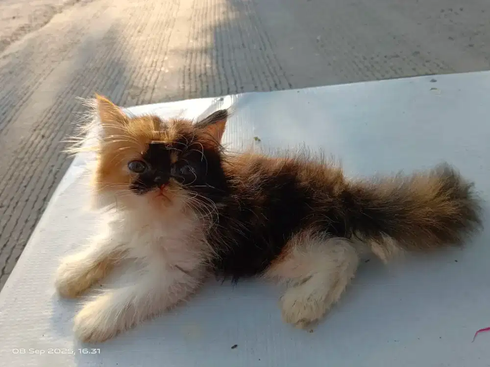 Hibah kitten betina