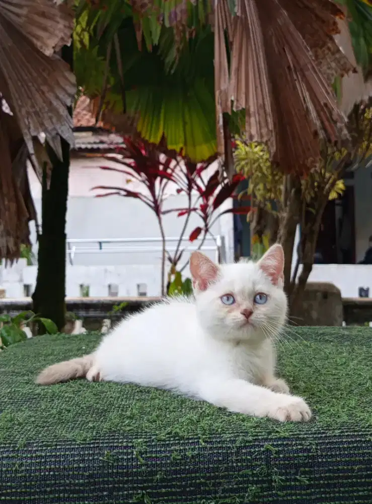 British Shorthair color point