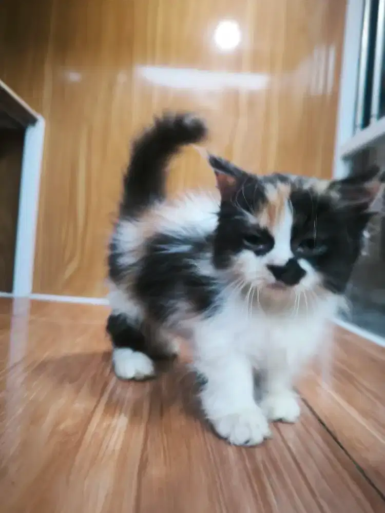 Kucing Munchkin Ragdoll Cebol Calico Betina 1 fold