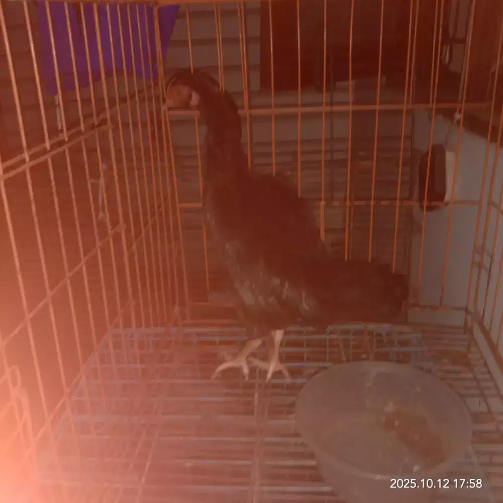 Jual ayam bangkok