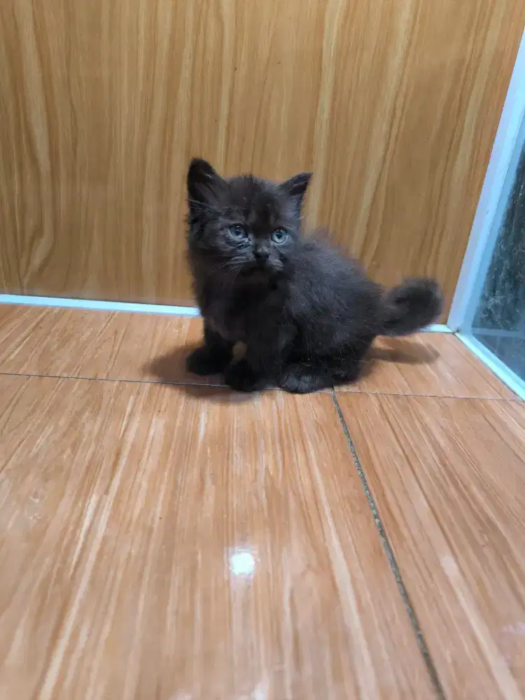 Kucing Munchkin Ragdoll 1 Fold Jantan Hitam
