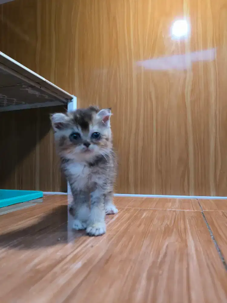 Kucing BSH Gealic Fold Betina