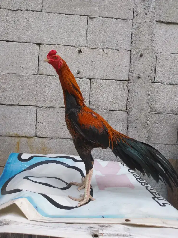 Ayam EKOR LIDI super