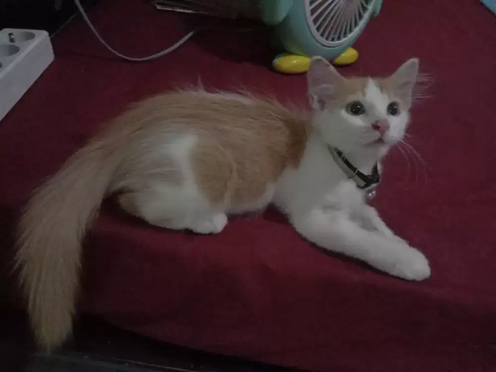 Kucing persia jantan 3 bulan