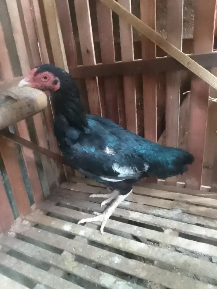 Ayam babon/bini bangkok
