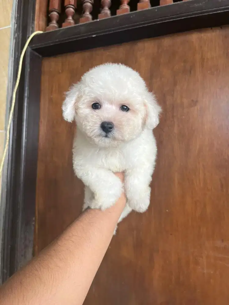 Bichon Frise Stambum