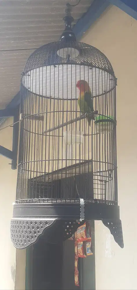 Lovebird plus kandang