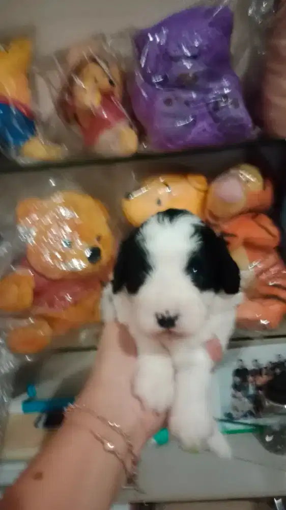 Poodle Party betina