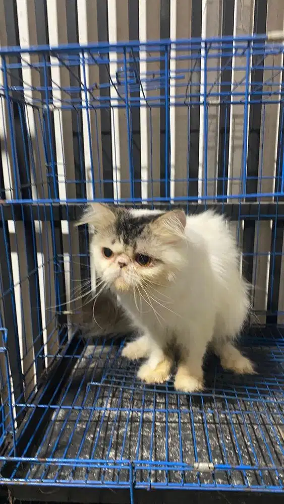 Peaknose longhair