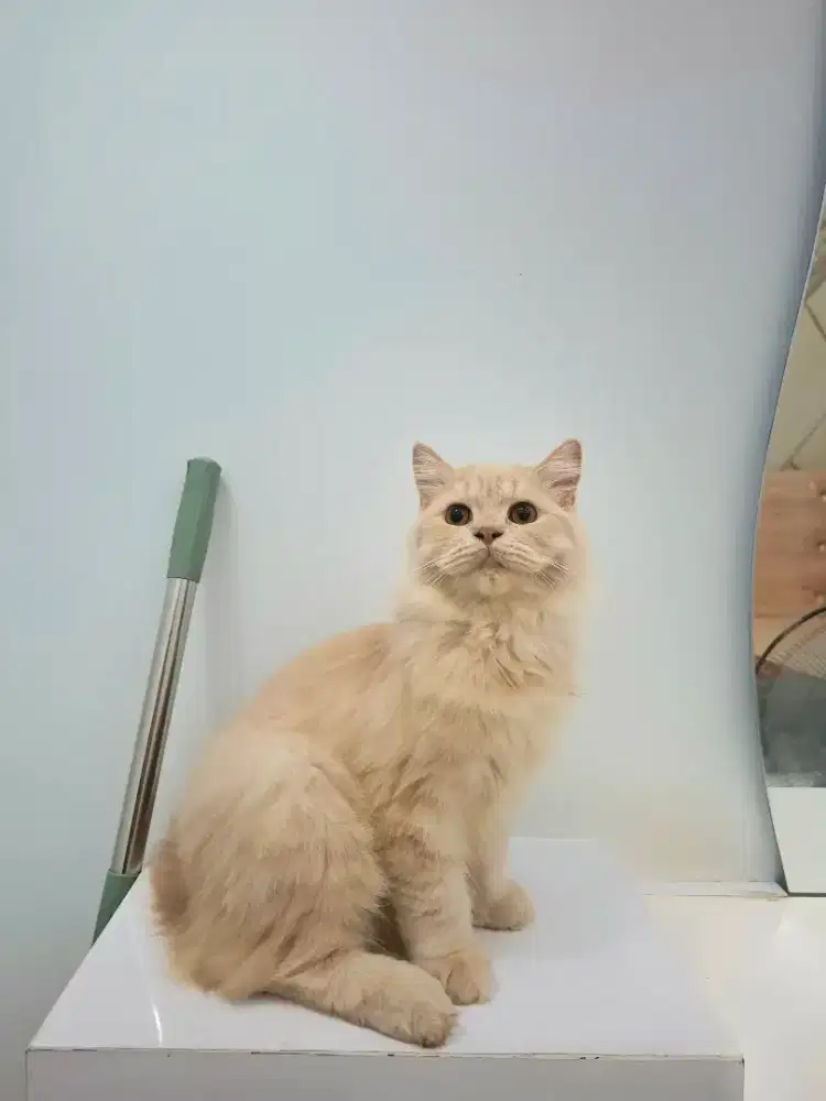 Kucing Persia Jantan Gemoy