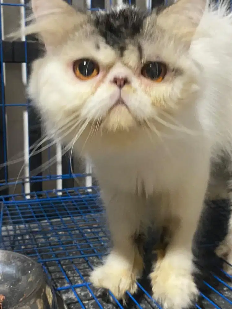 Jantan peaknose Longhair
