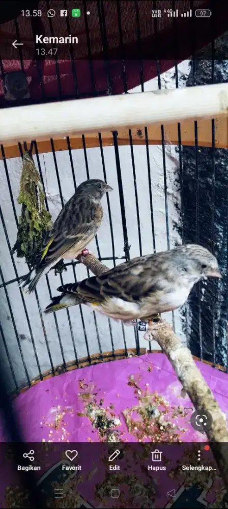 BLACK TROUT sepasang posisi LG ngerem jantannya blorok ,gacor Tt masuk