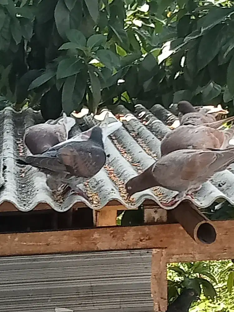 Burung merpati/burung dara