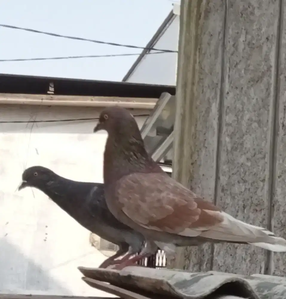 Burung merpati/burung dara