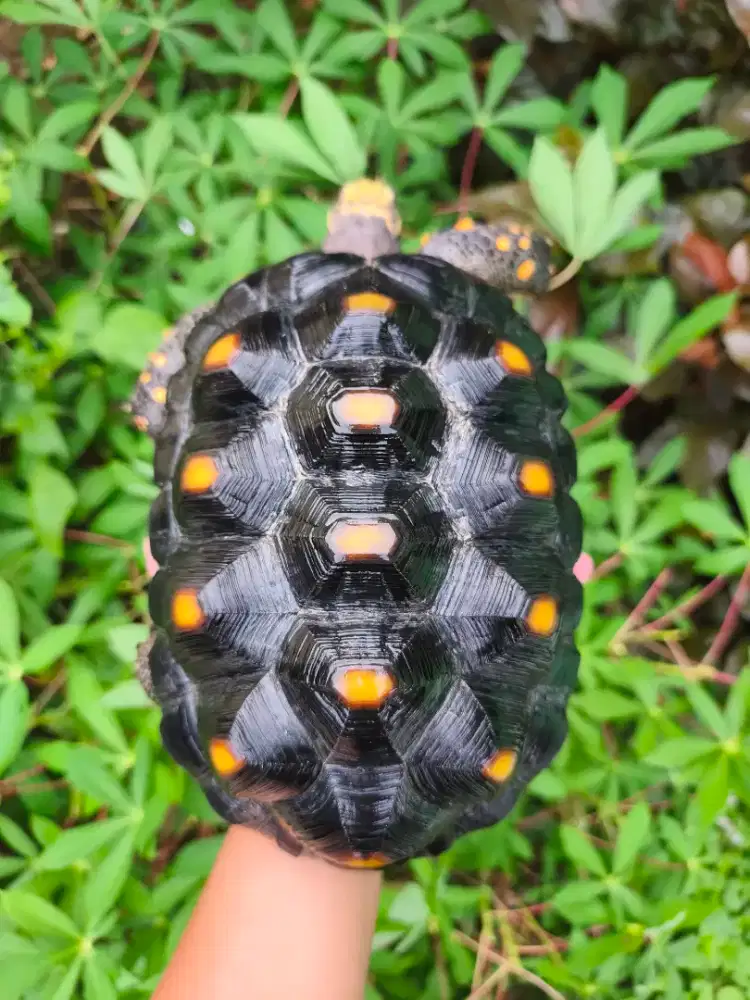 Kura Kura Darat Redfoot 23cm