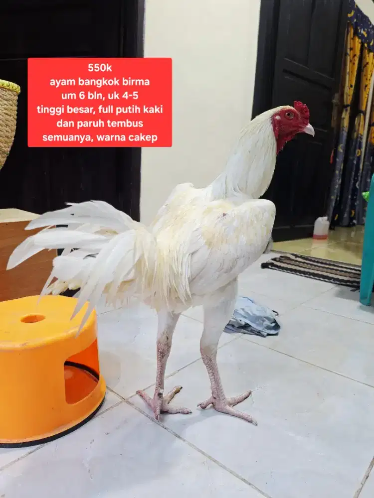 Ayam bangkok Putih Polos