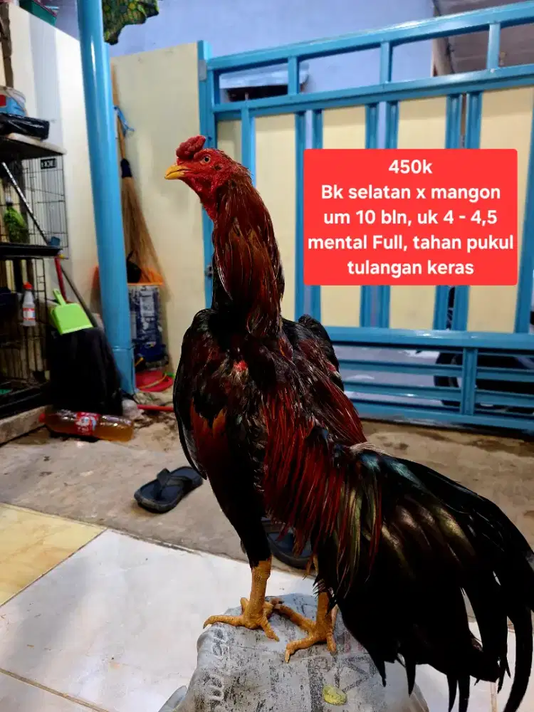 Ayan bangkok mangon x Selatan