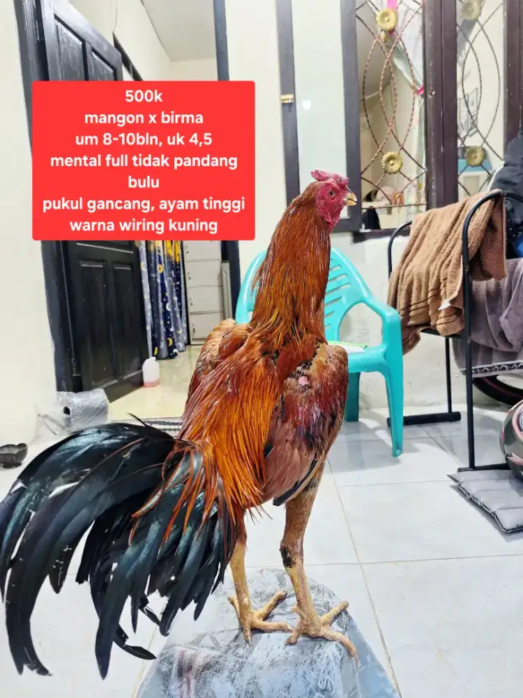 Ayam bangkok wiring mangon birma
