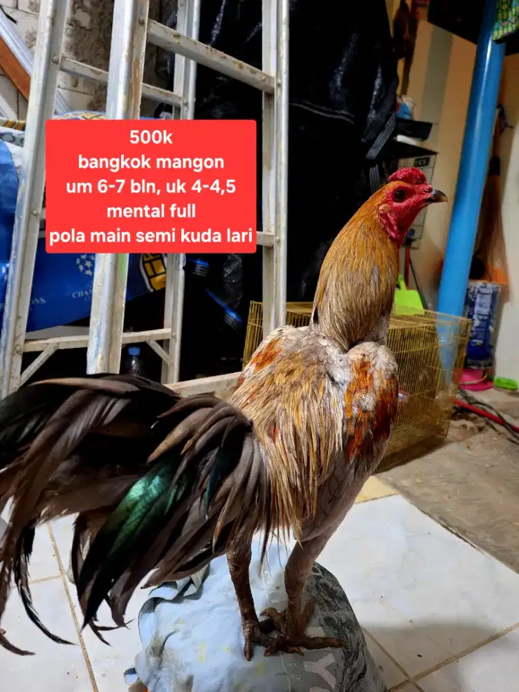 Ayam bangkok pamangon
