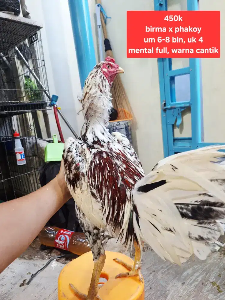 Ayam bangkok phakoy x birma