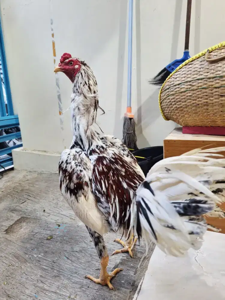 Ayam bangkok phakoy x birma