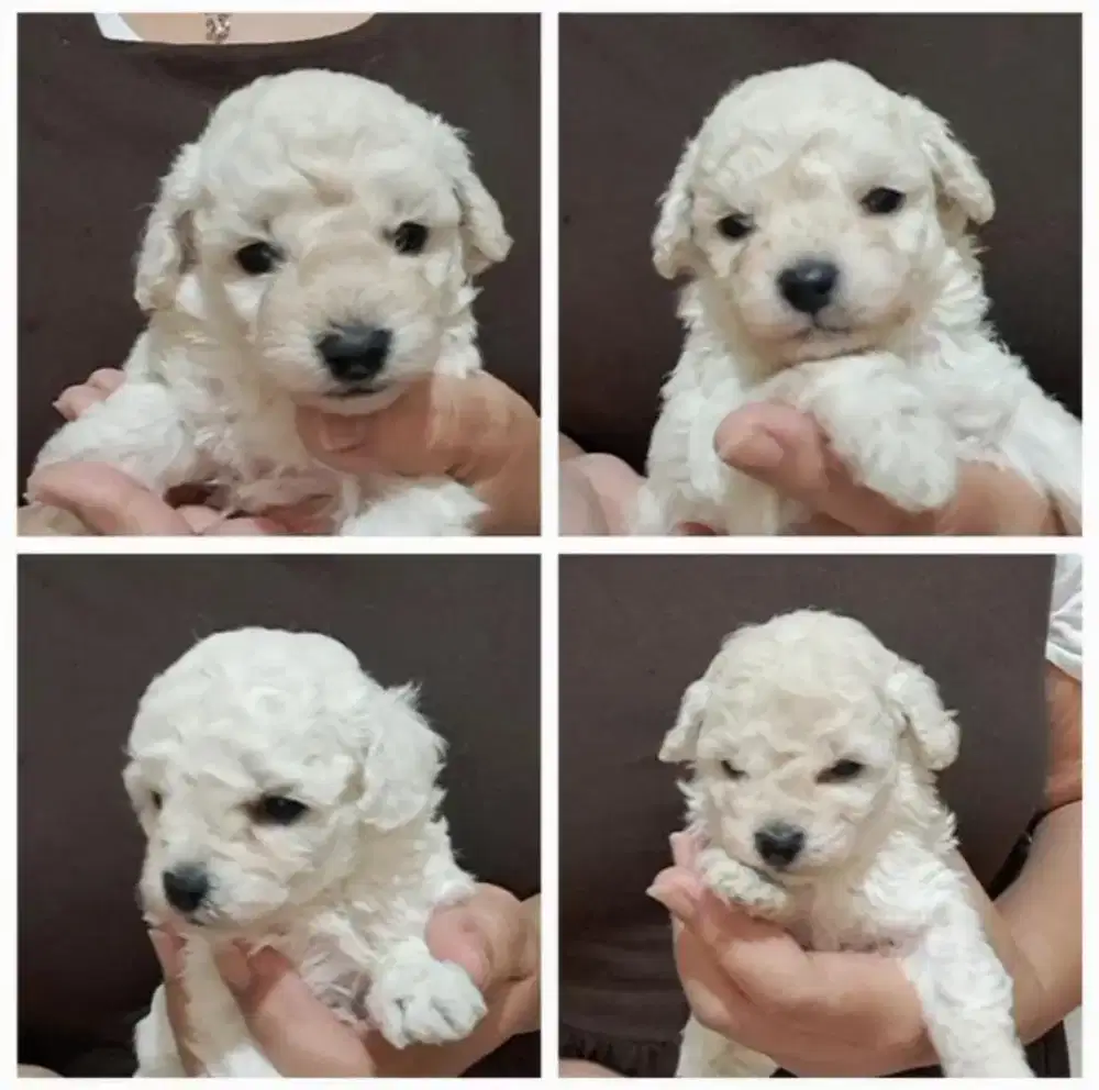 White poodle siap kirim