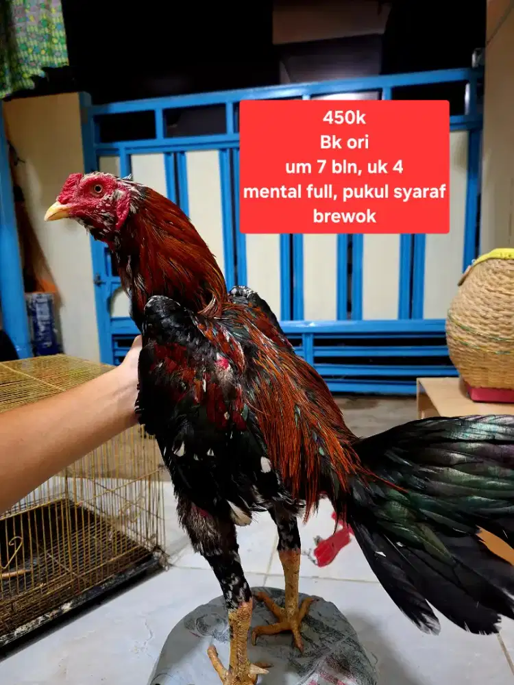 Ayam bangkok ori brewok
