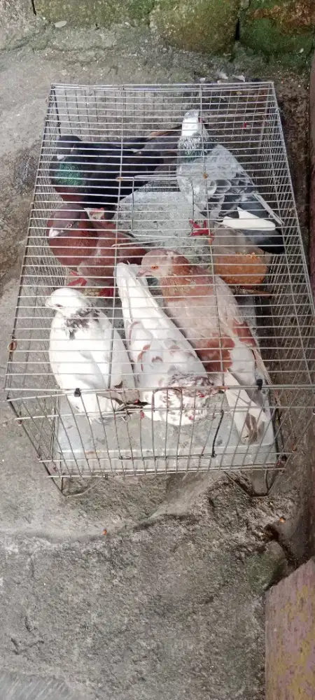 Burung merpati 3 pasang + anak 3