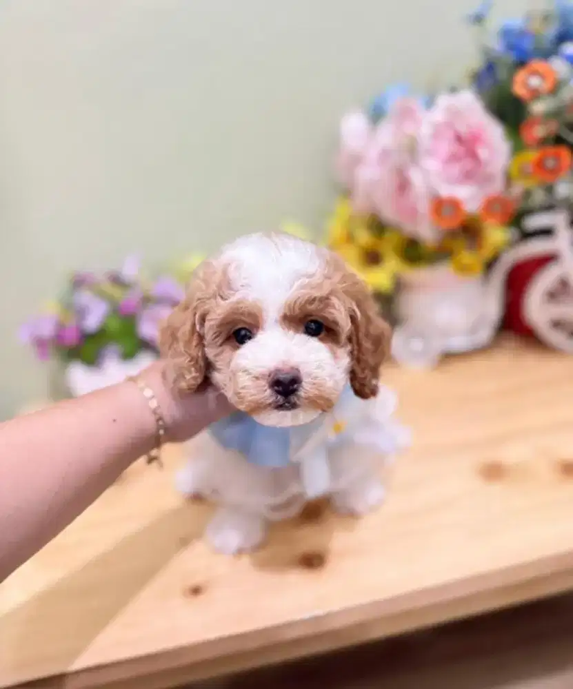Party poodle siap kirim