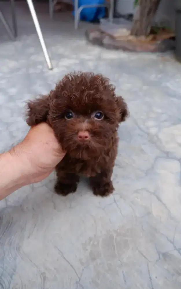 Poodle choco size tiny