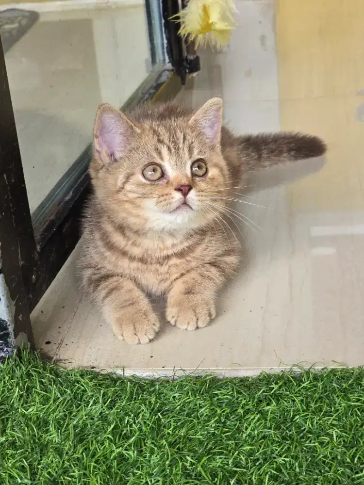 Kucing british shorthair bsh british shorthair