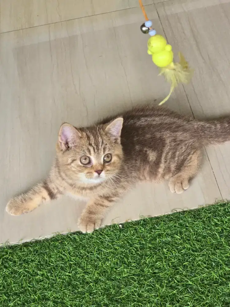 Kucing british shorthair bsh cinamon clasik tabby