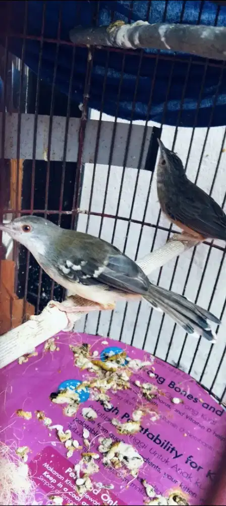 Burung ciblek sepasang sudah jodoh ngepor jantan cigun betina semi