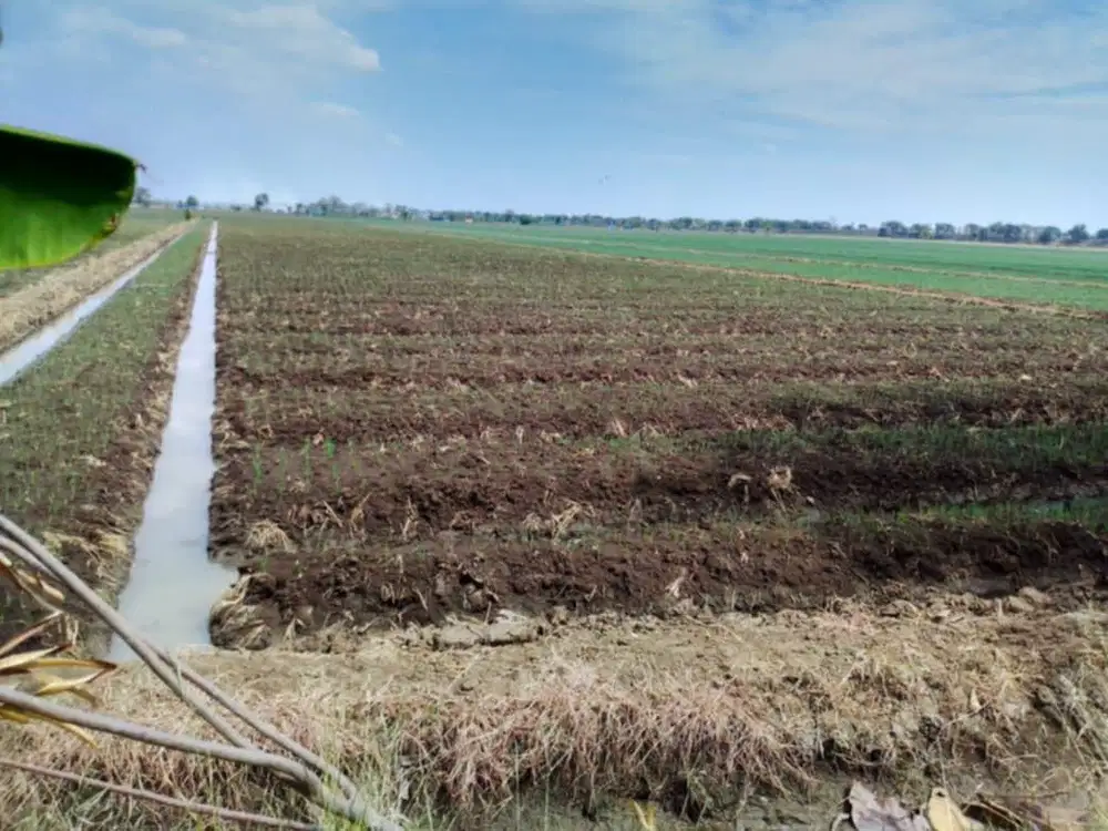 Dijual Sawah atau Kebun