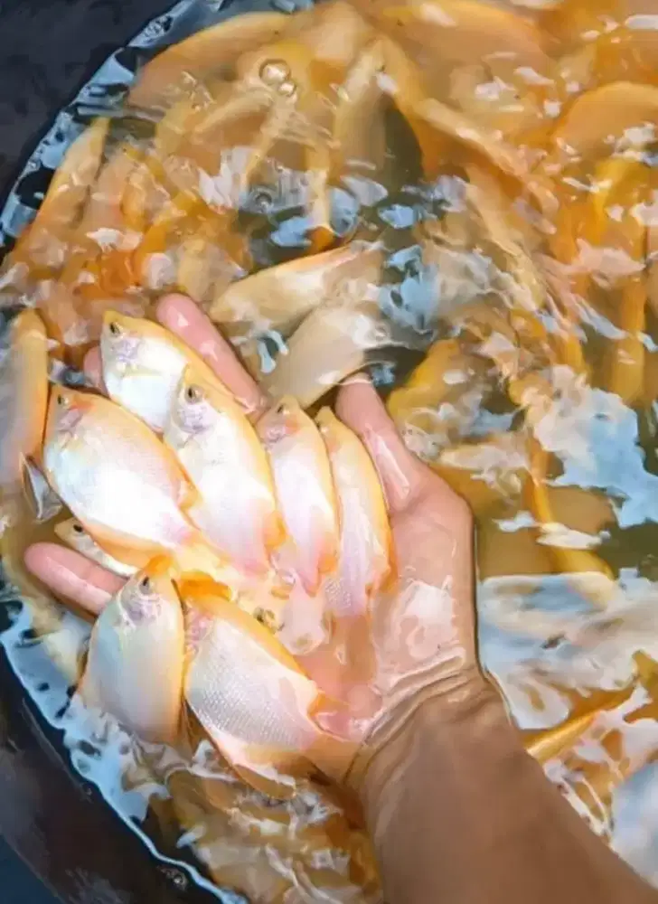 Ikan gurame padang ukurn korek kayu paket 10 ekor