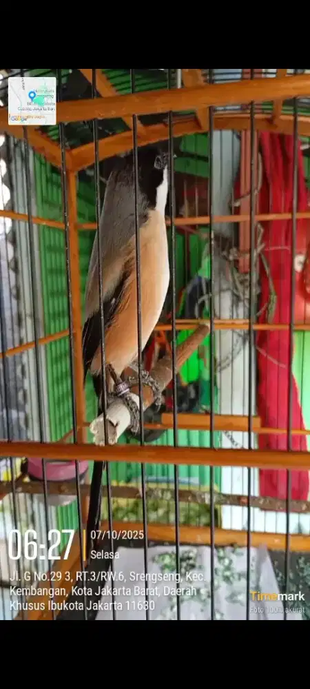 Pentet Jawa timur gacor