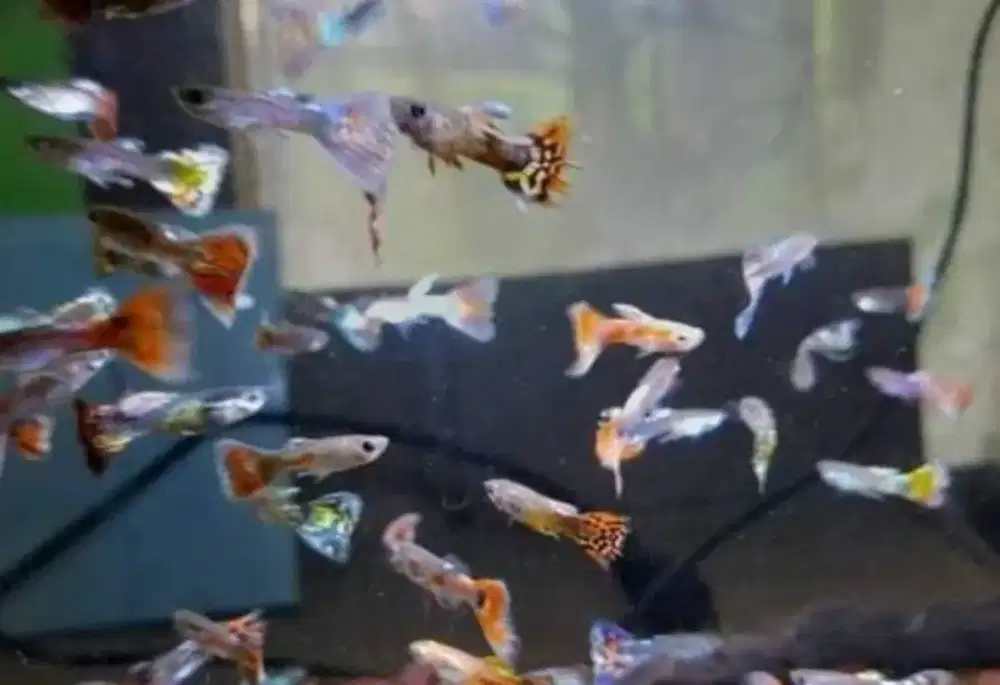 Ikan Guppy campur
