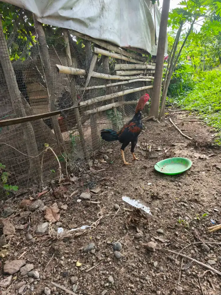 Ayam Jantan Siam