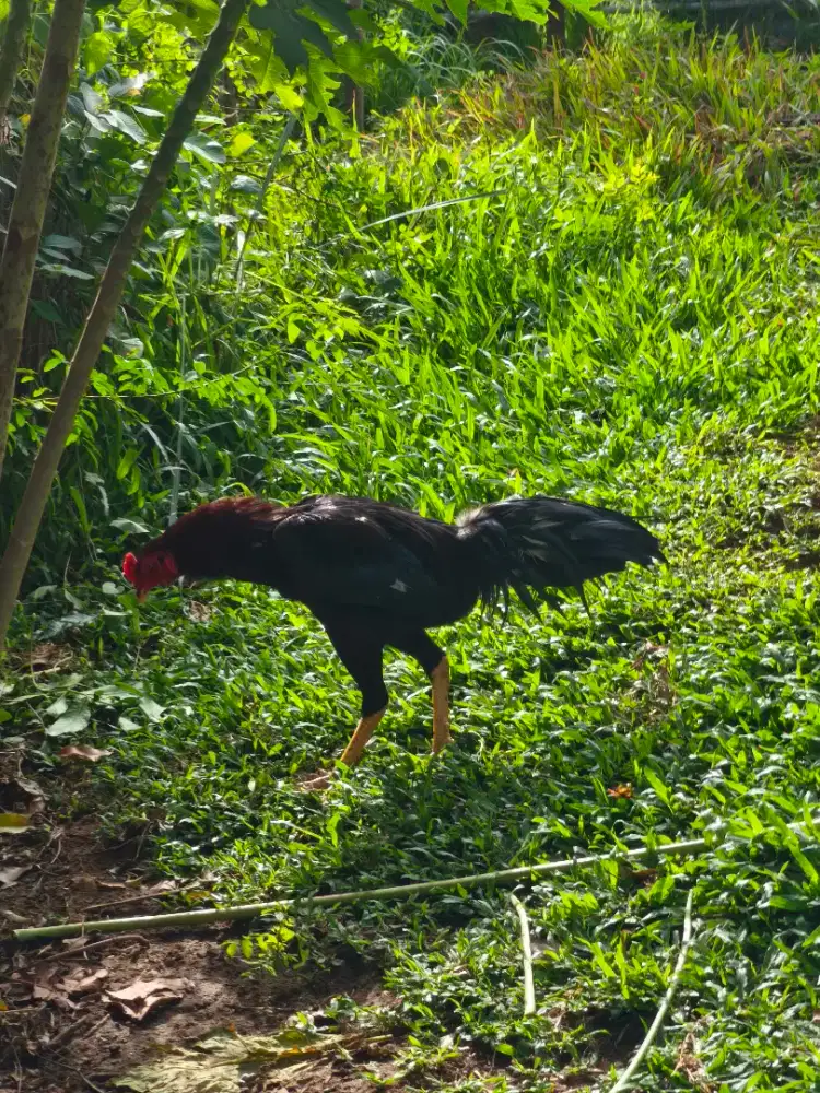 Ayam Jantan Siam Hitam