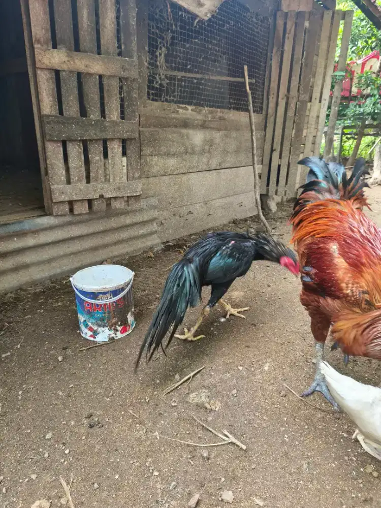 Ayam Jantan Siam Hitam ekor panjang