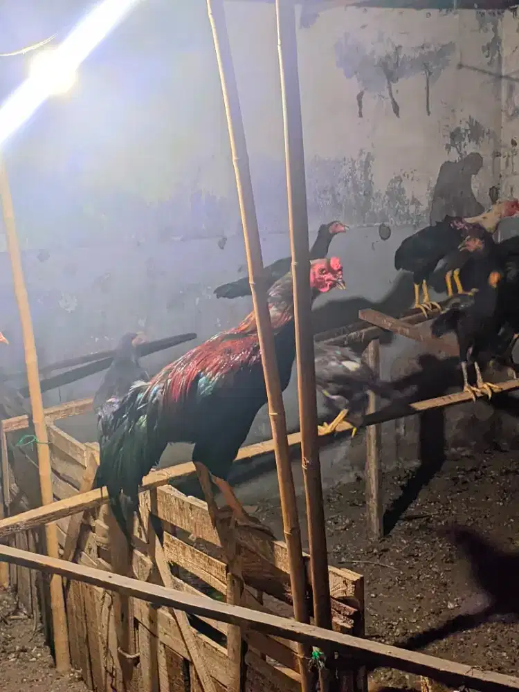 jual ayam jantan  silangan kampung dan bangkok