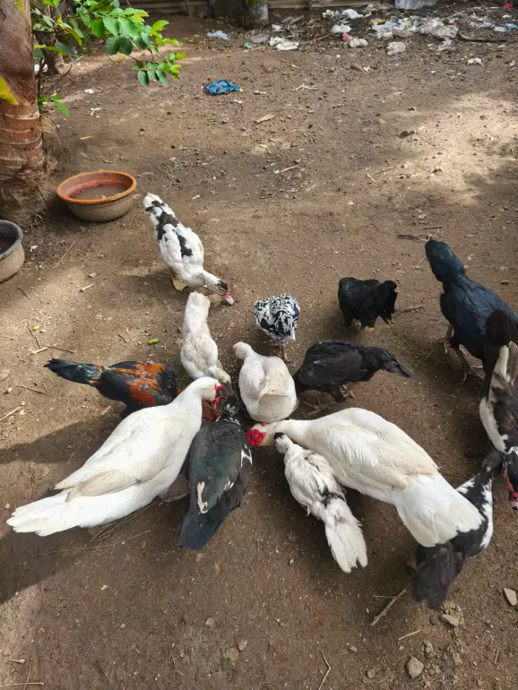 Bebek Pelati Jantan Putih