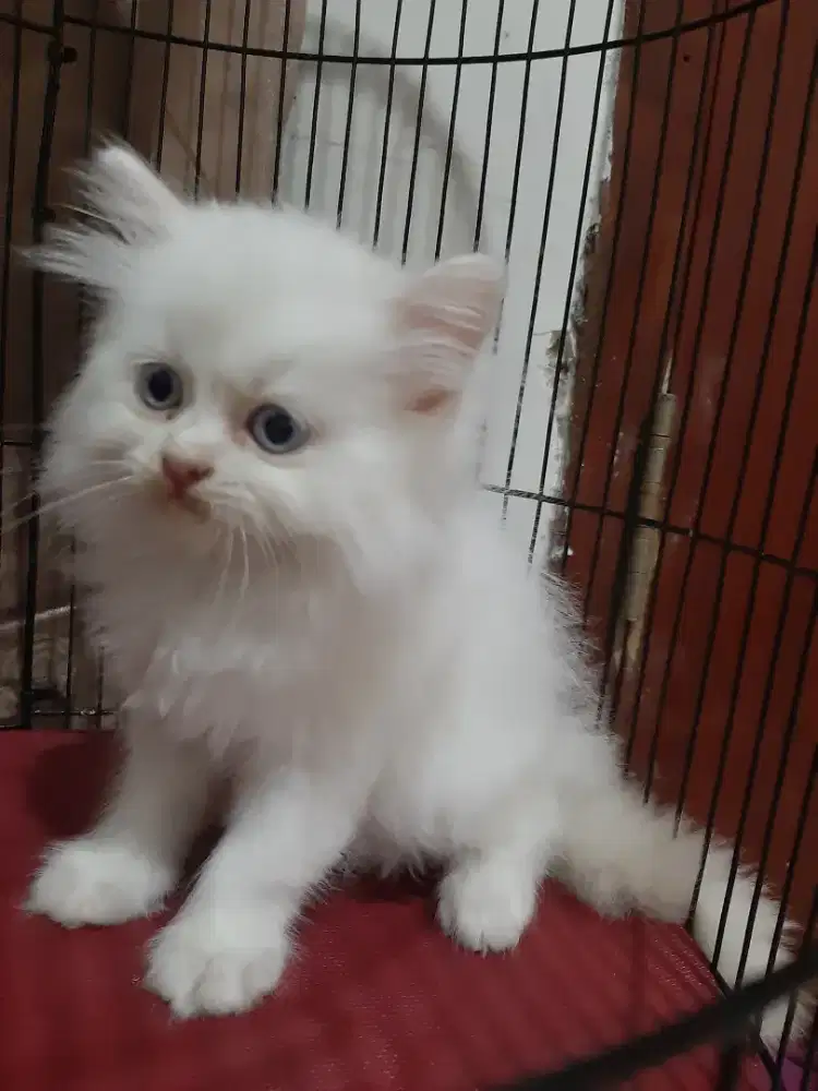 Kucing kitten himalaya