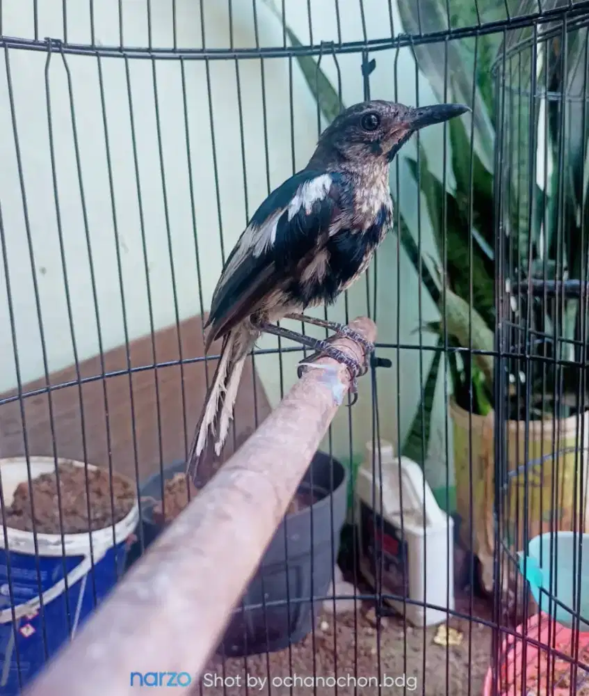 Burung kacer trotolan jantan