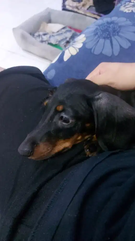 Anjing Tekel Betina Black Tan DOB 03 June 2025