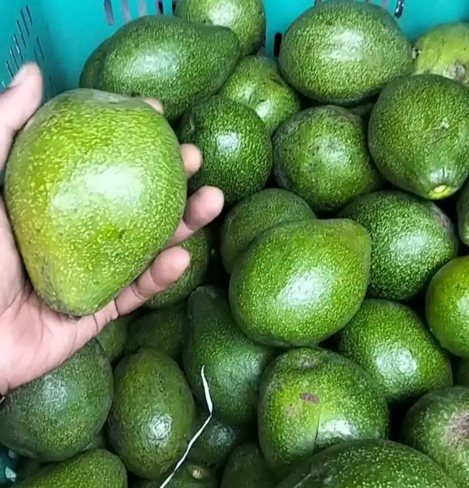 Alpukat mentega