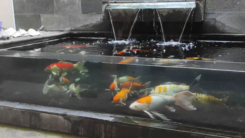 Jual ikan koi ada 13 ekor bisa borongan atau satuan